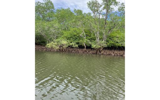 バリ島でシュノーケリング＆マングローブツアー 7