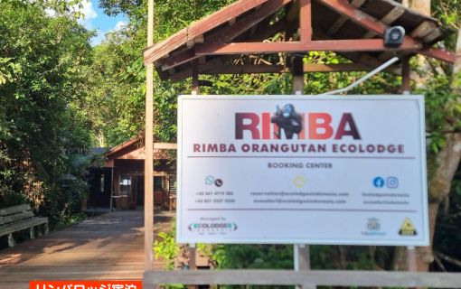 【ジャカルタ発】リバークルーズでオランウータンに会いに行こう＜タンジュンプティン国立公園＞  21