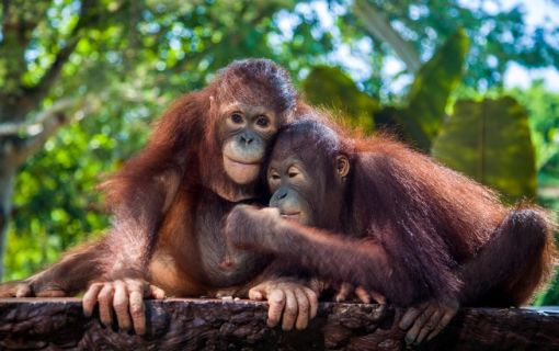 気軽に動物たちと楽しめるバリ動物園(バリズー)ツアー 5