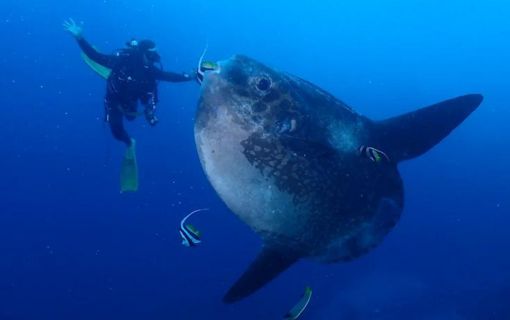 バリ島で体験ダイビング 4