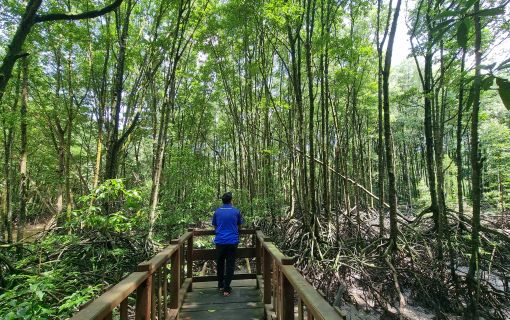 【バリクパパン発】マングローブと水上村観光ツアー