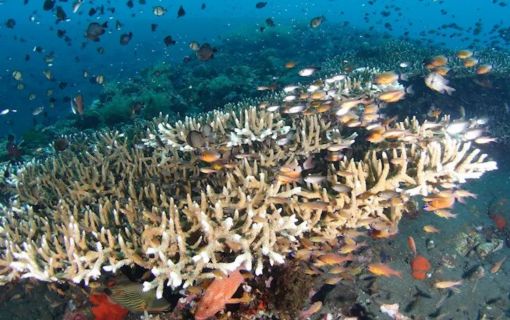 バリ島でシュノーケリング 10