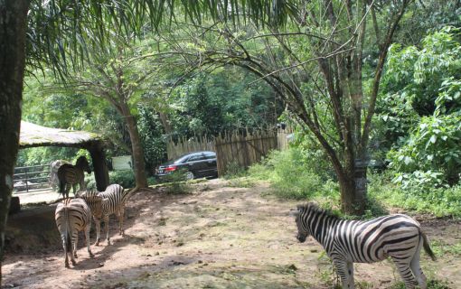 ボゴール1日観光 11