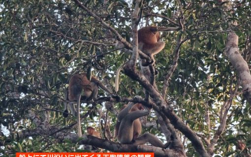 【ジャカルタ発】リバークルーズでオランウータンに会いに行こう＜タンジュンプティン国立公園＞  15