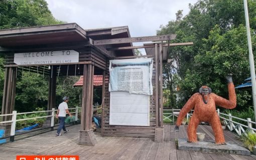 【ジャカルタ発】リバークルーズでオランウータンに会いに行こう＜タンジュンプティン国立公園＞  19