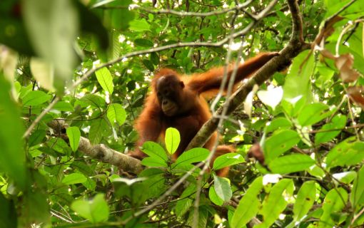 【ジャカルタ発】リバークルーズでオランウータンに会いに行こう＜タンジュンプティン国立公園＞  6