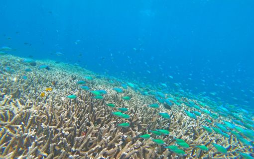 レンボンガン島DEマングローブ＆シュノーケリング 7