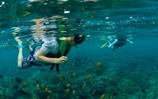 バリハイ　アリストキャット 5