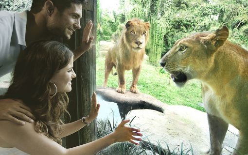 バリズー(Bali Zoo)にてエレファントライド＆ウブド自由散策 4