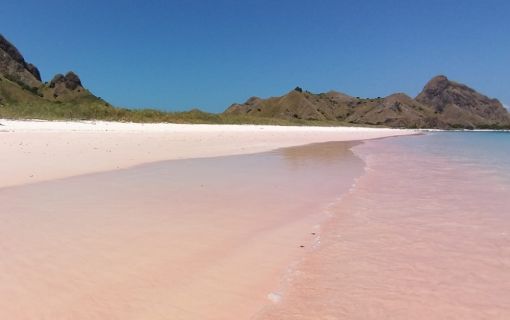 【ジャカルタ発】世界自然遺産!コモド島・コモドドラゴン&ピンクビーチ 2泊3日 4