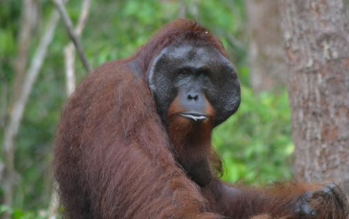 【ジャカルタ発】リバークルーズでオランウータンに会いに行こう＜タンジュンプティン国立公園＞ 