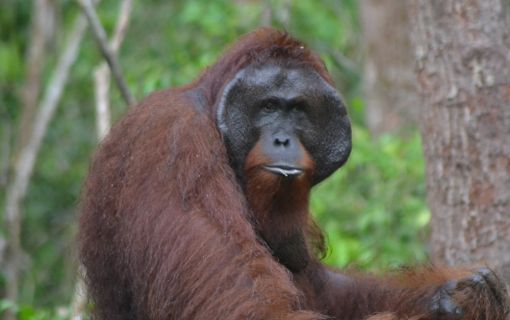 【ジャカルタ発】リバークルーズでオランウータンに会いに行こう＜タンジュンプティン国立公園＞ 