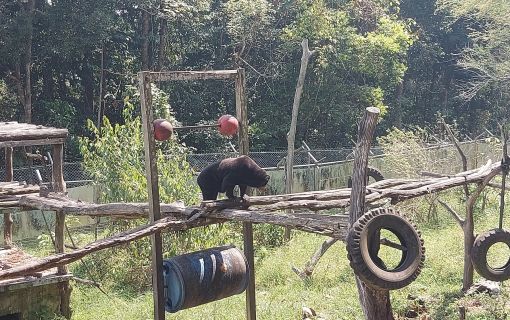 【バリクパパン発】半日サンボジャ・レスタリツアー（オランウータン／マレーグマ保護・リハビリセンター） 8