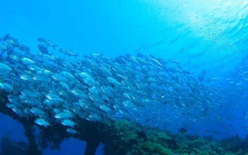 バリ島でシュノーケリング 2