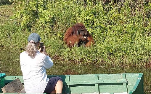 【ジャカルタ発】オランウータンに会いに行こう!その2＜サンボジャ・レスタリ＞