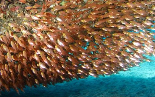 バリ島でシュノーケリング 5