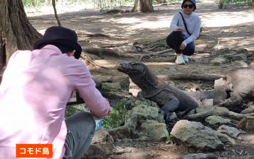 【混載ツアー】日本語ガイド付き ラブアンバジョ発日帰り コモドツアー 5