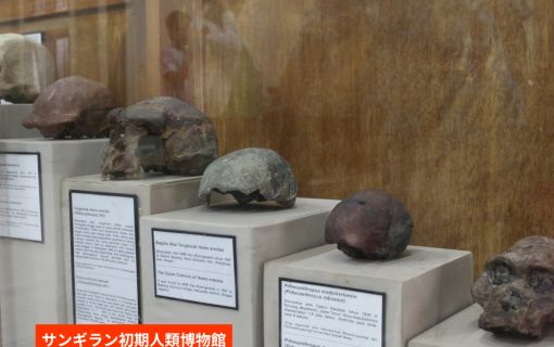 【ジョグジャカルタ発】人類の起源と古代寺院を巡る！サンギラン遺跡＆スクー寺院・チュト寺院1日ツアー 4