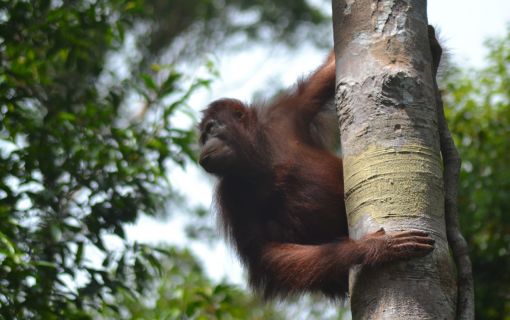 【ジャカルタ発】リバークルーズでオランウータンに会いに行こう<タンジュンプティン国立公園>