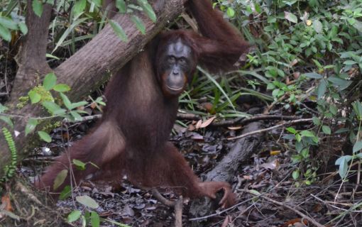 【ジャカルタ発】リバークルーズでオランウータンに会いに行こう＜タンジュンプティン国立公園＞  4