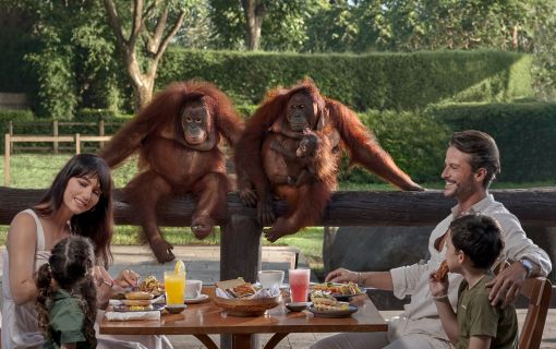 オラウータンと朝食(バリ動物園 バリズー)