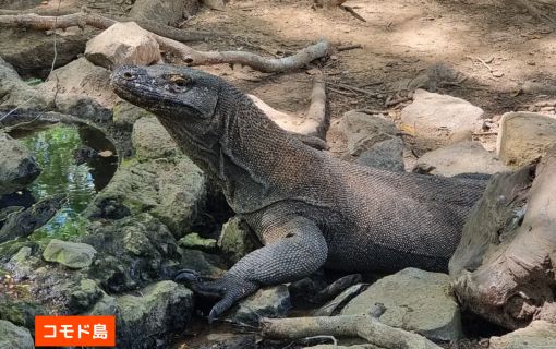 【混載ツアー】日本語ガイド付き ラブアンバジョ発日帰り コモドツアー 4