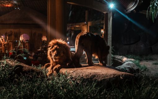 ナイトサファリ　（バリサファリマリン＆パーク） 4