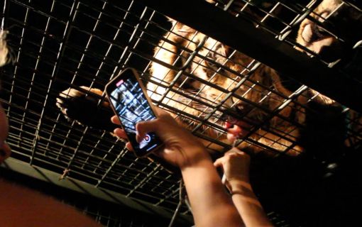 ナイトサファリ　（バリサファリマリン＆パーク） 3