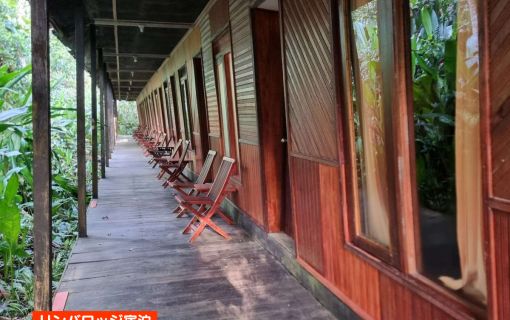 【ジャカルタ発】リバークルーズでオランウータンに会いに行こう＜タンジュンプティン国立公園＞  22