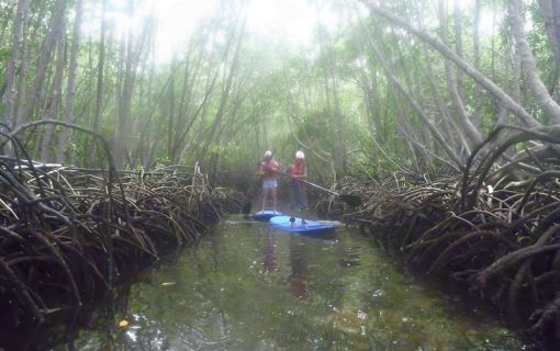 レンボンガン島観光&マングローブでSUP又はカヤックツアー 4