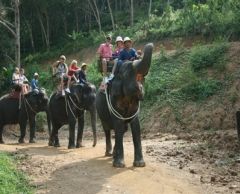 ブキット・サファリ (サファリツアー, プーケット)英語ガイド 10