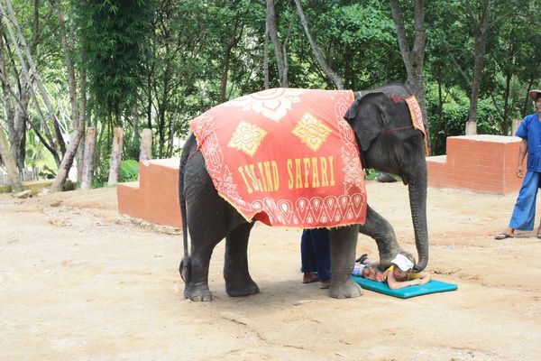 ブキット・サファリ (サファリツアー, プーケット)英語ガイド 6