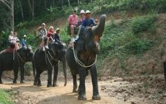 ブキット・サファリ (サファリツアー, プーケット)英語ガイド 10