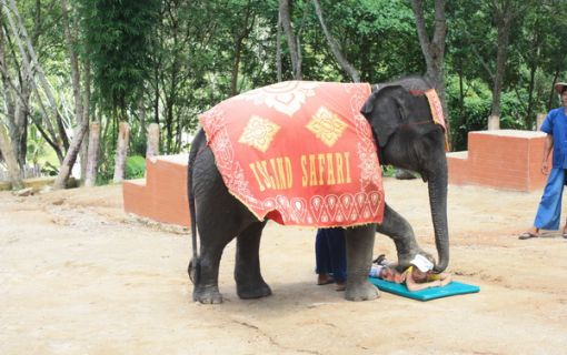 ブキット・サファリ (サファリツアー, プーケット)英語ガイド 6