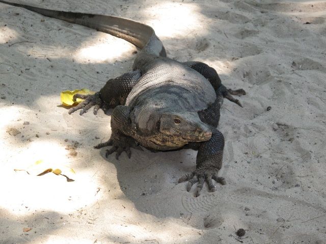 のんびりサピ島　シュノーケリングツアー　（コタキナバル発 ） 6