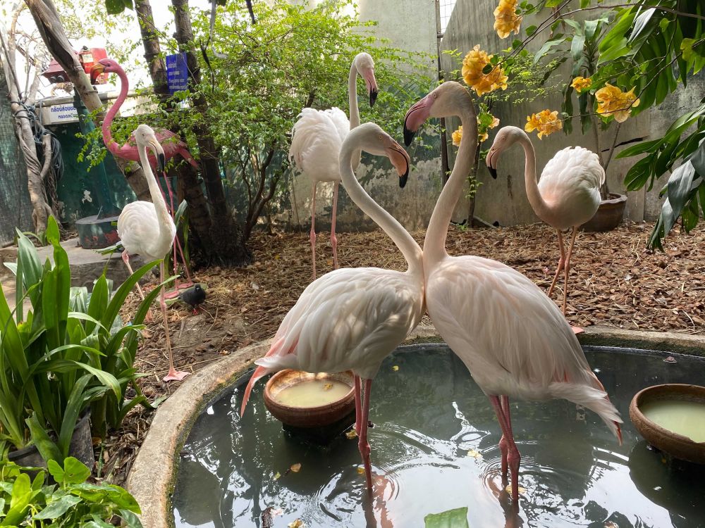 なつかしい昭和老舗デパートめぐり&屋上動物園/【サクッとお昼からの半日Ok】 4
