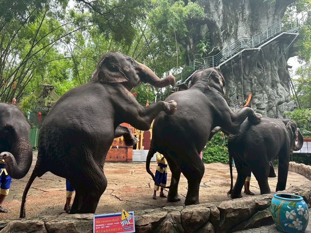 【1日・専用車】サファリワールド<サファリパーク&マリンパーク>(昼食付) 3