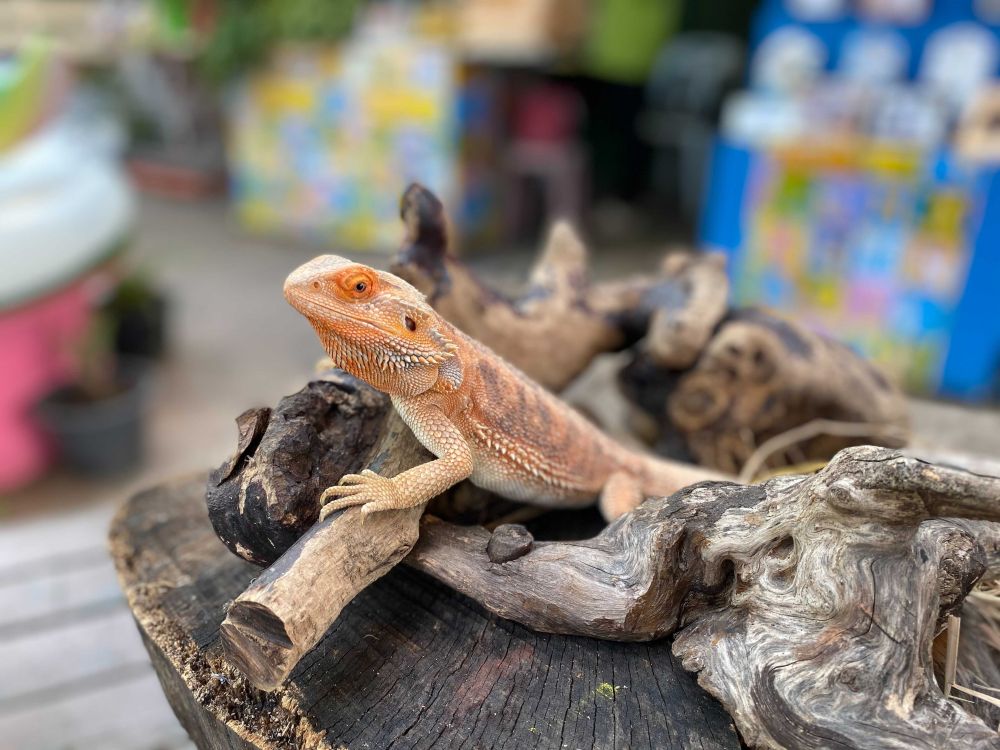 なつかしい昭和老舗デパートめぐり&屋上動物園/【サクッとお昼からの半日Ok】 6