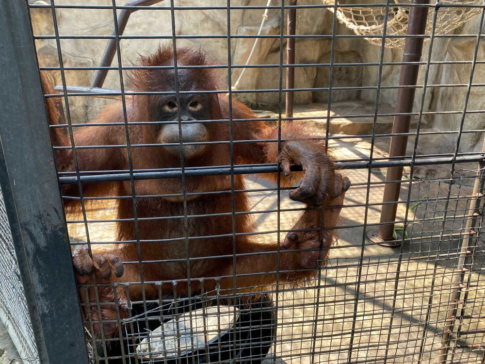 なつかしい昭和老舗デパートめぐり&屋上動物園/【サクッとお昼からの半日Ok】 1