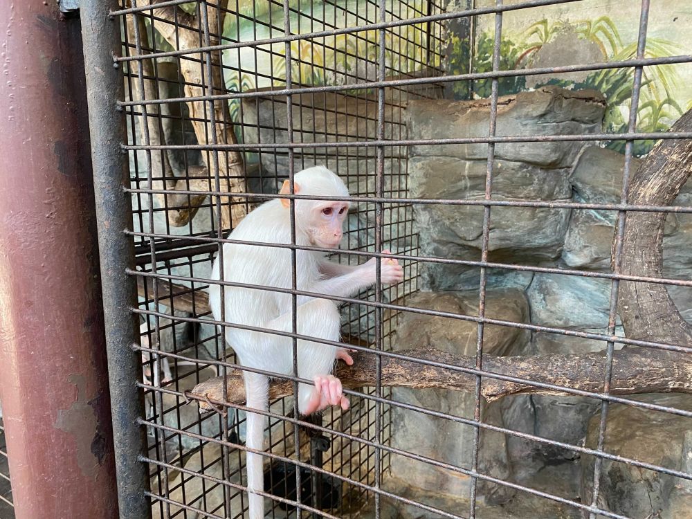なつかしい昭和老舗デパートめぐり&屋上動物園/【サクッとお昼からの半日Ok】 3