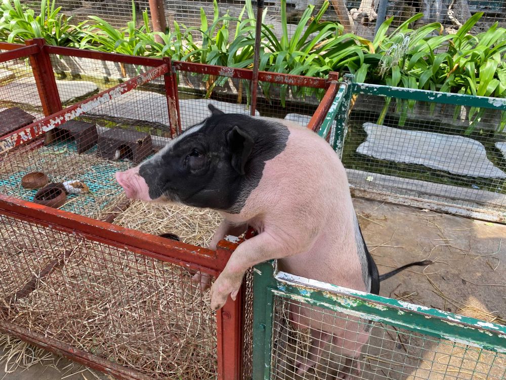 なつかしい昭和老舗デパートめぐり&屋上動物園/【サクッとお昼からの半日Ok】 5