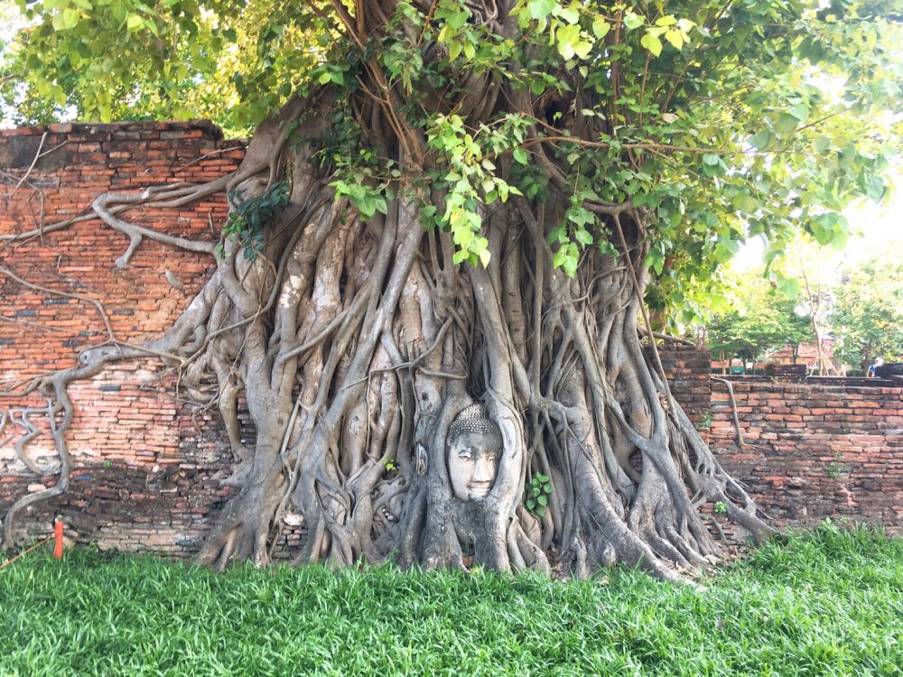 ピンクガネーシャ＆アユタヤ遺跡 4