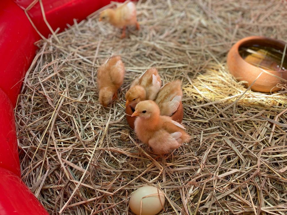 なつかしい昭和老舗デパートめぐり&屋上動物園/【サクッとお昼からの半日Ok】 7