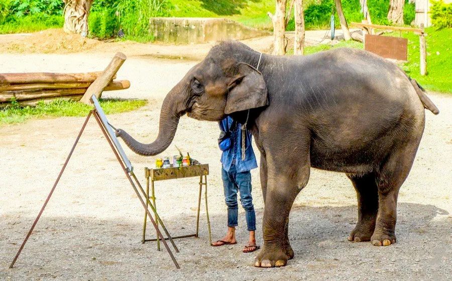 【1日・専用車】象乗り体験・いかだ下り・牛車乗り＆ワットバーンデン 1