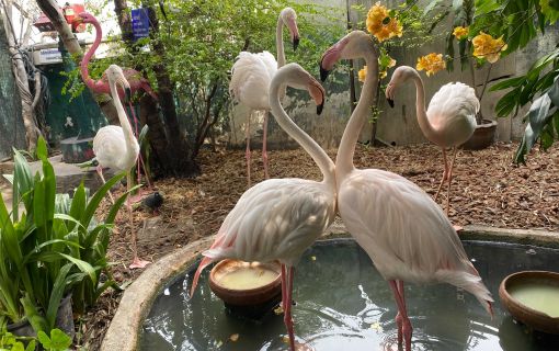なつかしい昭和老舗デパートめぐり&屋上動物園/【サクッとお昼からの半日Ok】 4