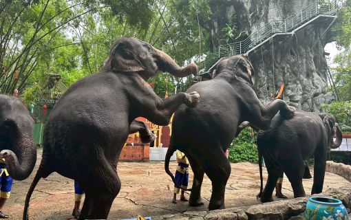 【1日・専用車】サファリワールド<サファリパーク&マリンパーク>(昼食付) 3