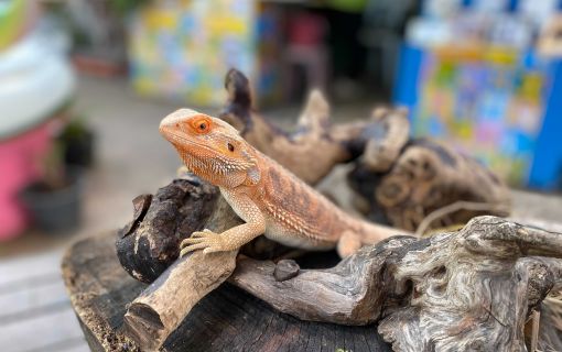 なつかしい昭和老舗デパートめぐり&屋上動物園/【サクッとお昼からの半日Ok】 6
