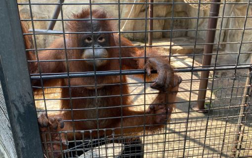 なつかしい昭和老舗デパートめぐり＆屋上動物園/【サクッとお昼からの半日Ok】