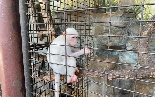 なつかしい昭和老舗デパートめぐり&屋上動物園/【サクッとお昼からの半日Ok】 3