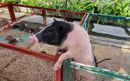 なつかしい昭和老舗デパートめぐり&屋上動物園/【サクッとお昼からの半日Ok】 5
